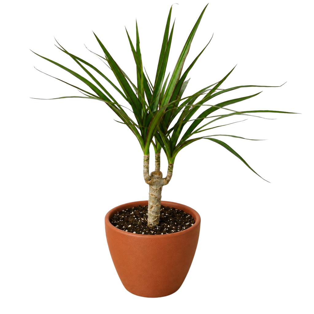 Dracaena 'Marginata Cane' – view 9