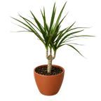 Dracaena 'Marginata Cane' – view 9