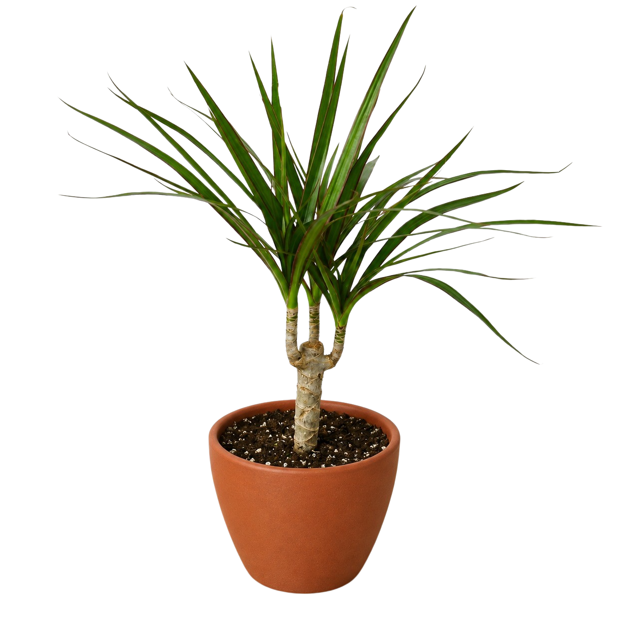 Dracaena 'Marginata Cane' – view 9