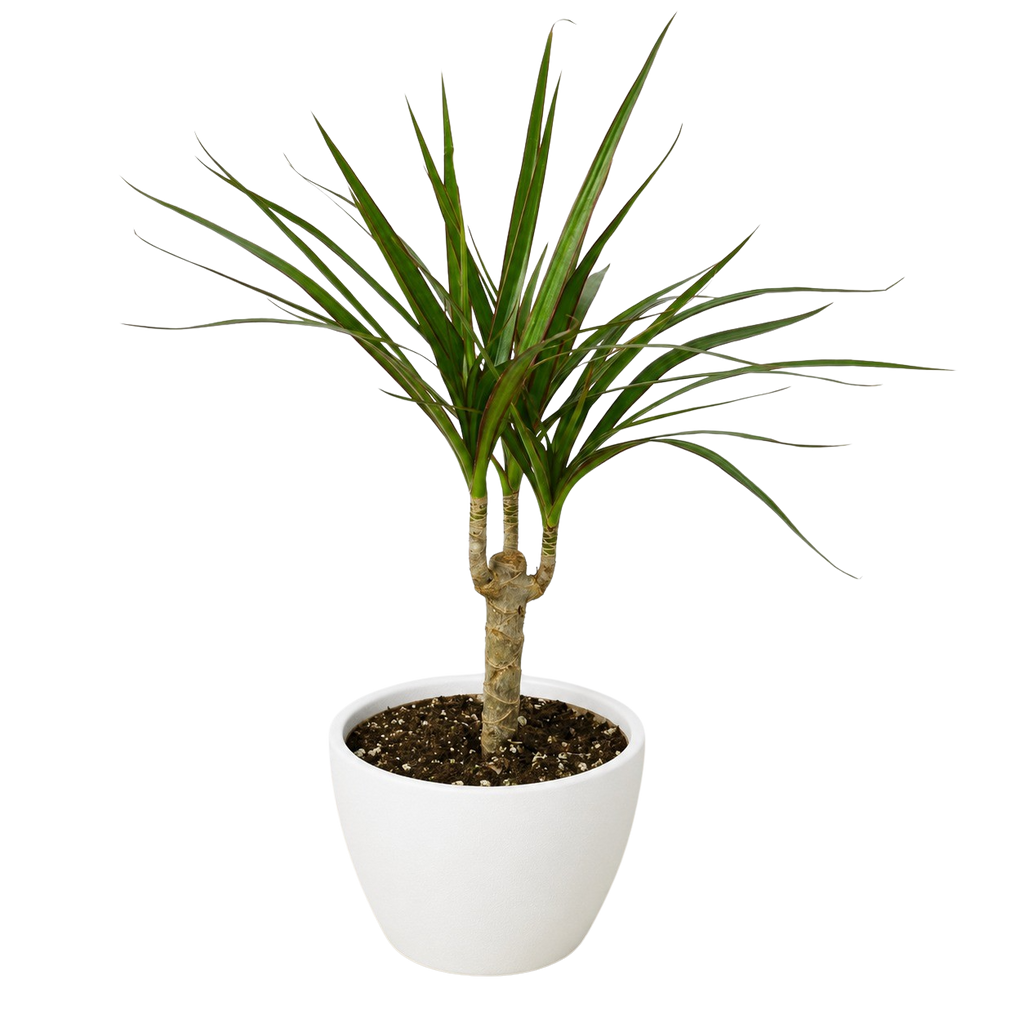 Dracaena 'Marginata Cane' – view 11