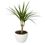 Dracaena 'Marginata Cane' – view 11