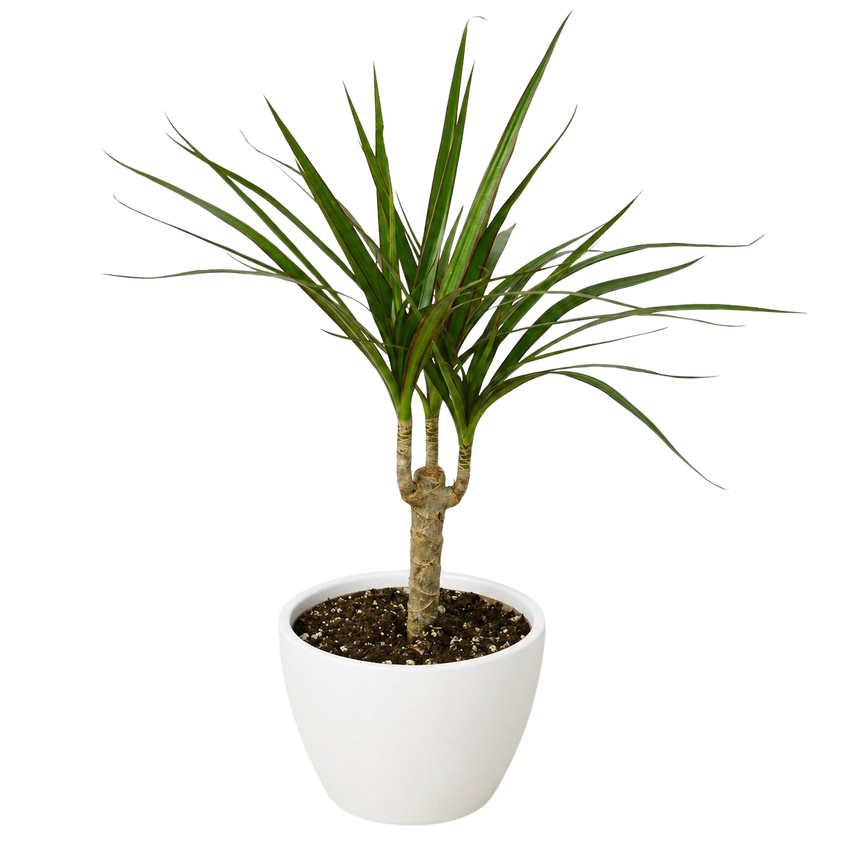 Dracaena 'Marginata Cane' – view 11