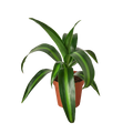 Dracaena 'Massangeana'