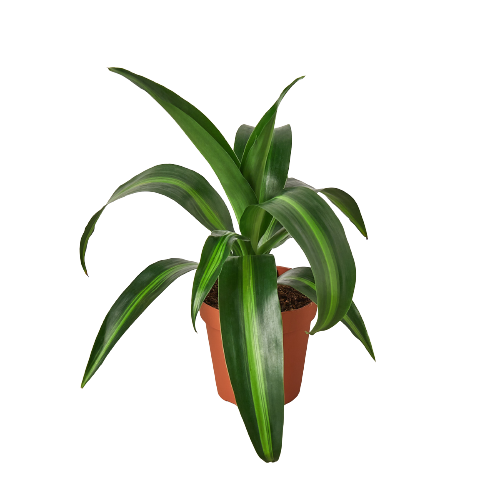 Dracaena 'Massangeana'