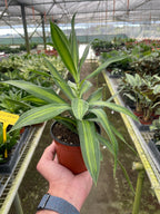 Dracaena 'Song of Jamaica' – view 2