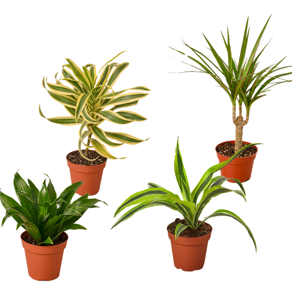4 Different Dracaenas Variety Pack - Live House Plant - 4" Pot by House Plant Dropship