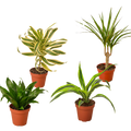 4 Different Dracaenas Variety Pack - Live House Plant - 4" Pot by House Plant Dropship