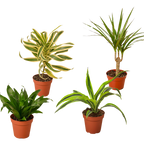 4 Different Dracaenas Variety Pack - Live House Plant - 4" Pot by House Plant Dropship