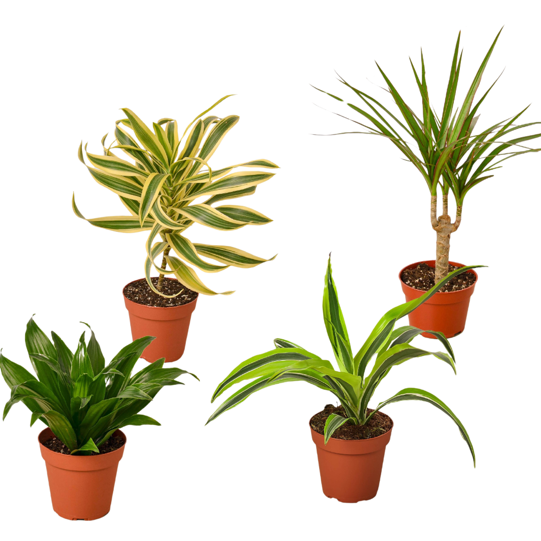 4 Different Dracaenas Variety Pack - Live House Plant - 4" Pot by House Plant Dropship