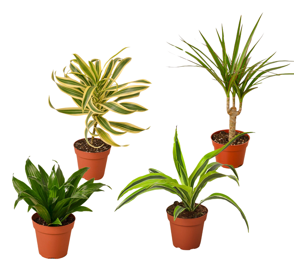 4 Different Dracaenas Variety Pack - Live House Plant - 4" Pot by House Plant Dropship