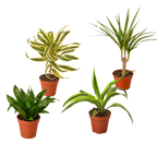 4 Different Dracaenas Variety Pack - Live House Plant - 4" Pot by House Plant Dropship