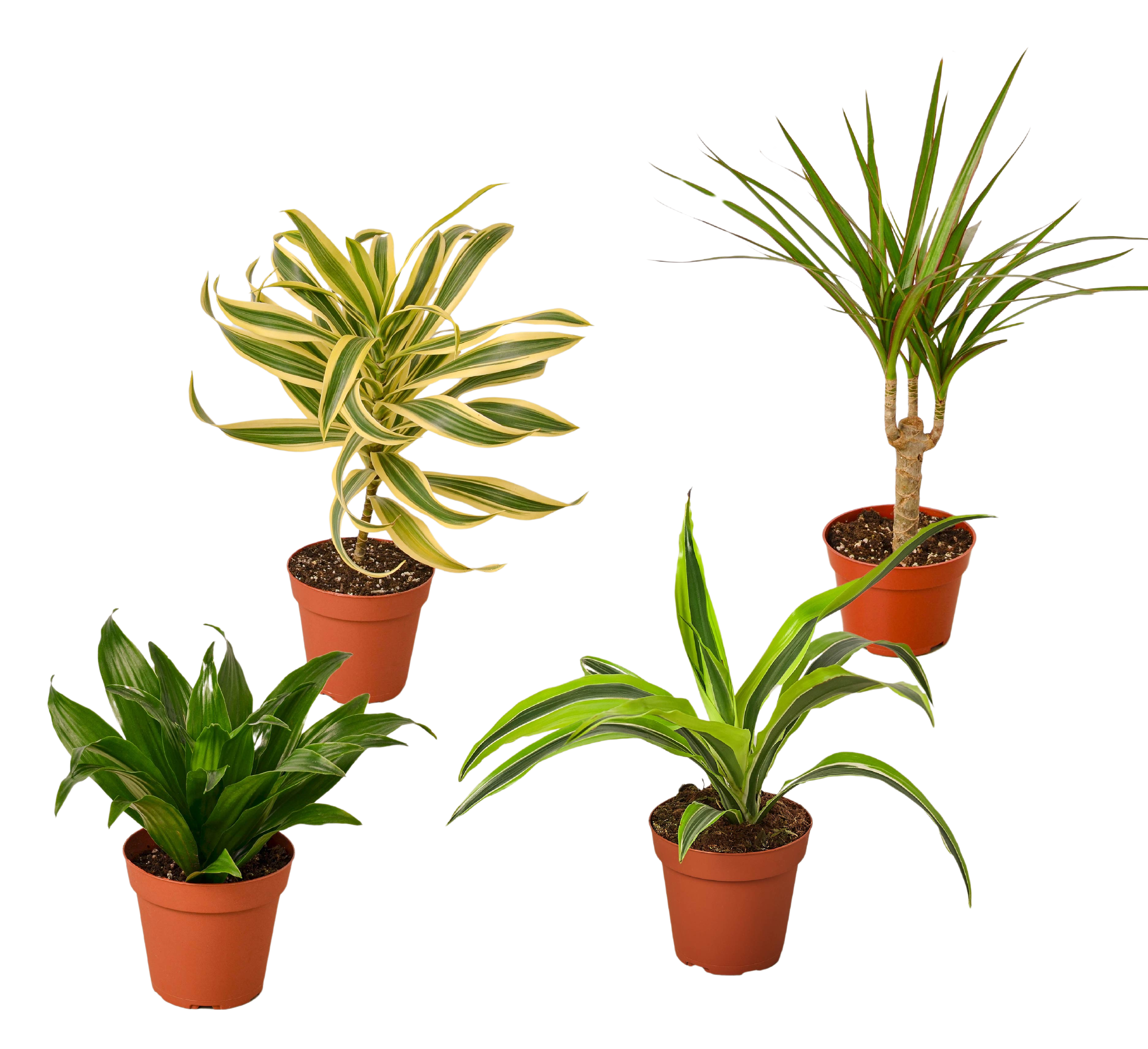 4 Different Dracaenas Variety Pack - Live House Plant - 4" Pot by House Plant Dropship