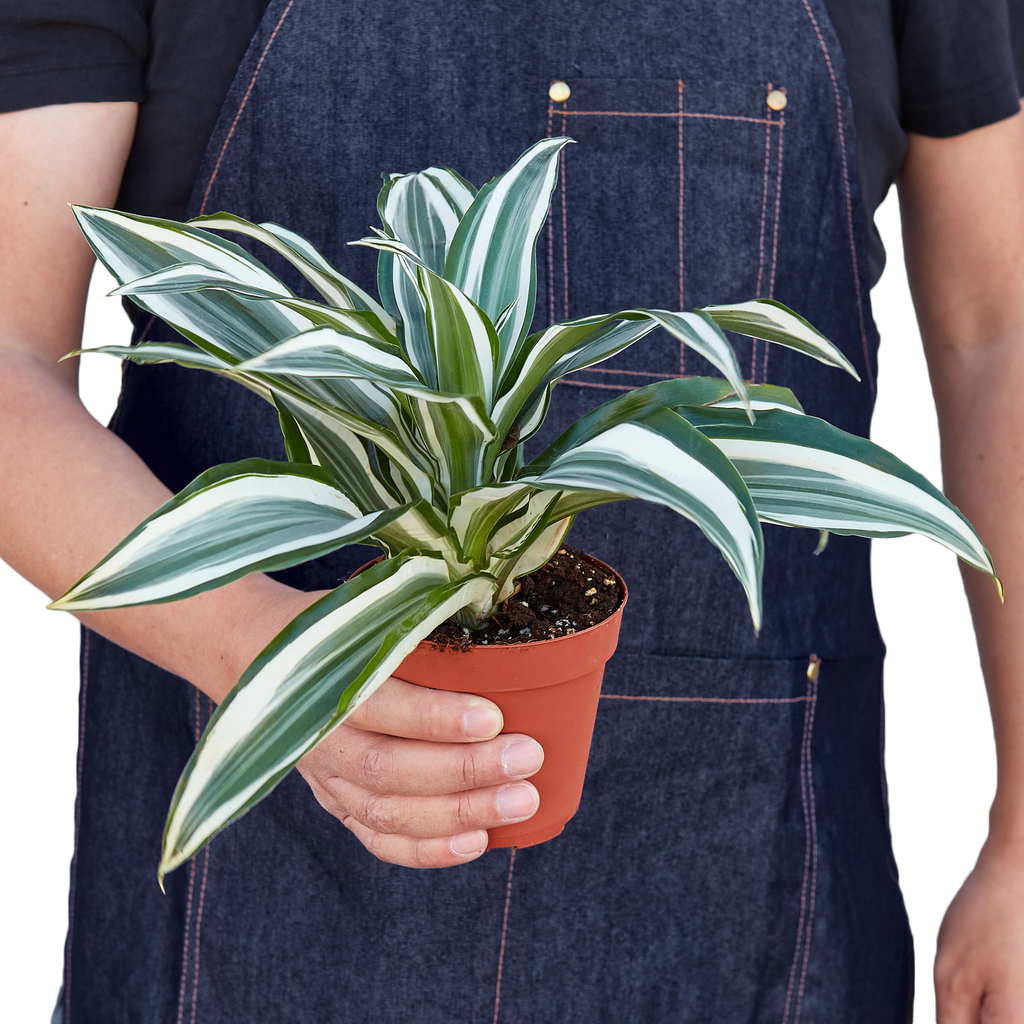 Dracaena 'Warneckii White Jewel' – view 4
