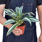 Dracaena 'Warneckii White Jewel' – view 4