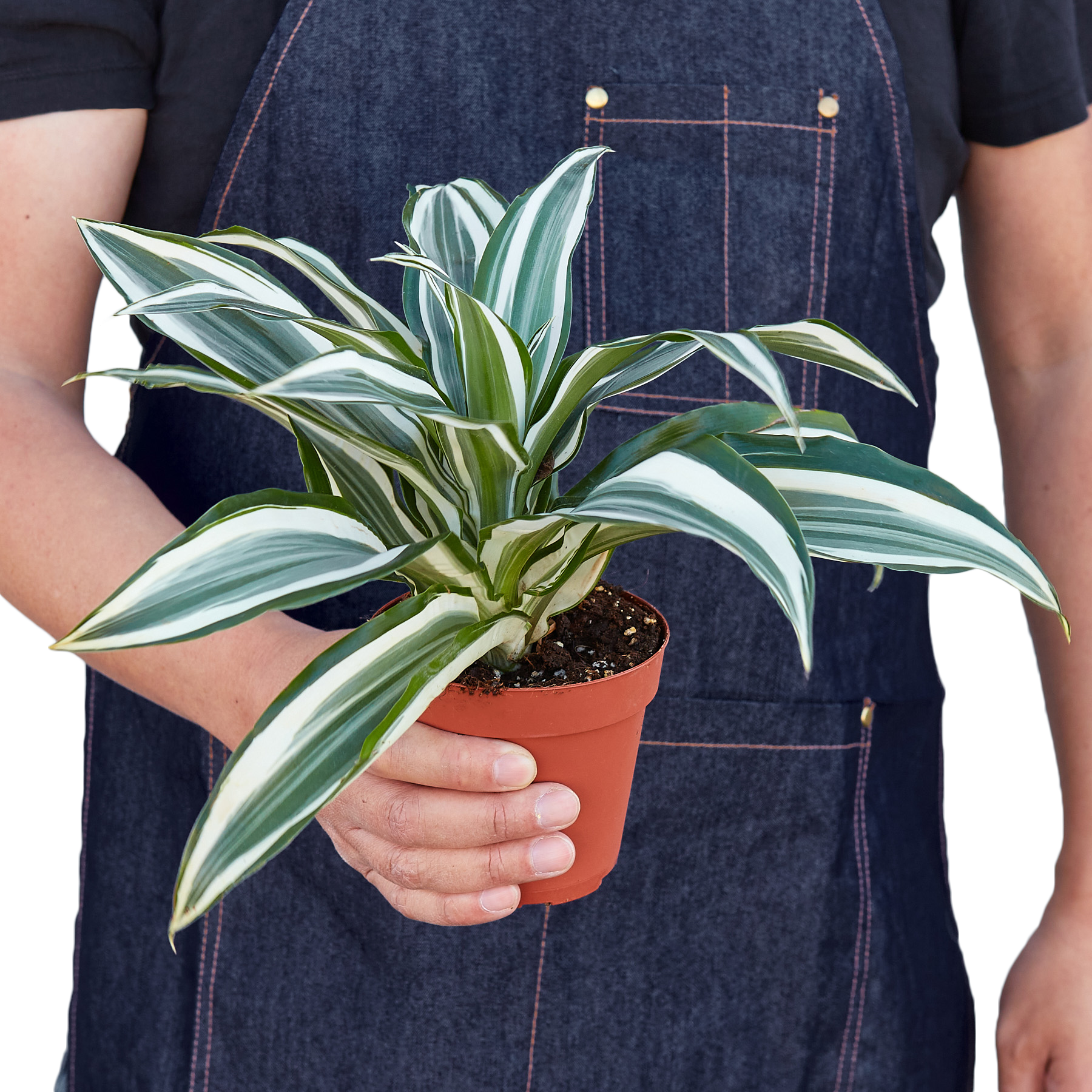 Dracaena 'Warneckii White Jewel' – view 4