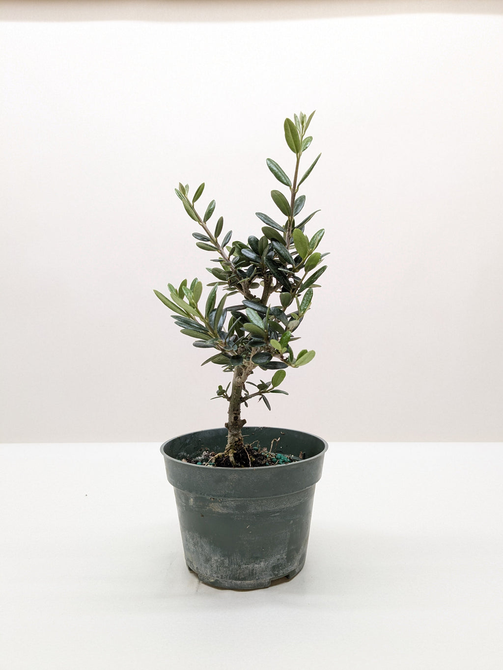 Common Olive Tree (Olea europaea) – view 4