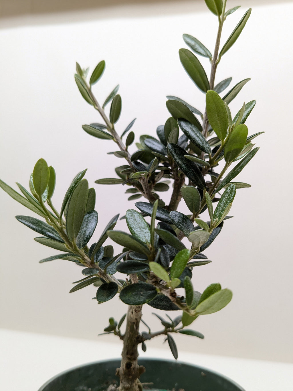 Common Olive Tree (Olea europaea) – view 5