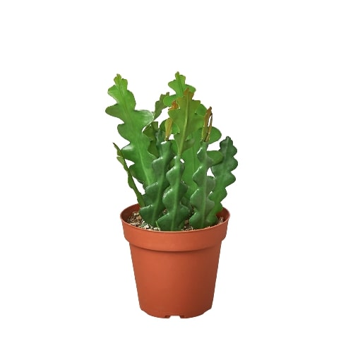 Epiphyllum 'Ric Rac' Cactus – view 3