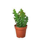 Epiphyllum 'Ric Rac' Cactus – view 3