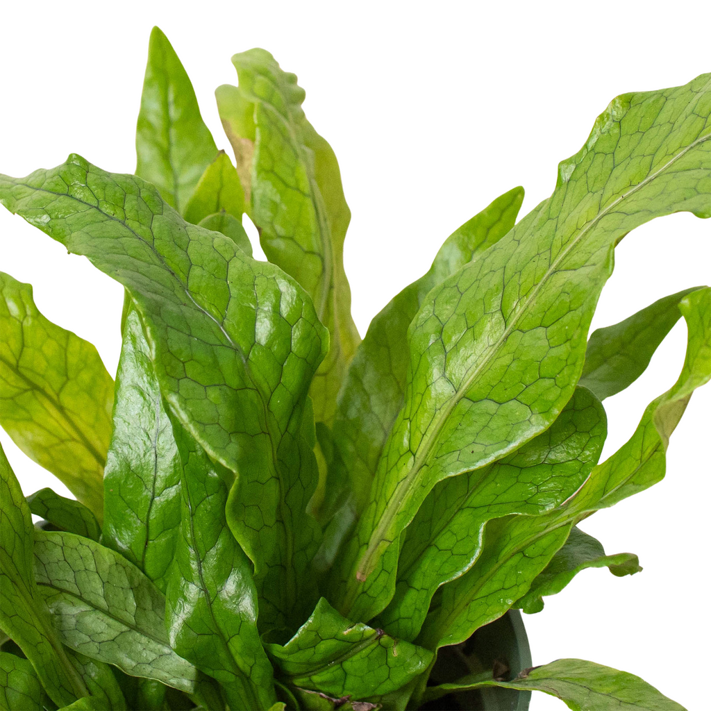 Fern 'Crocodile' – view 4