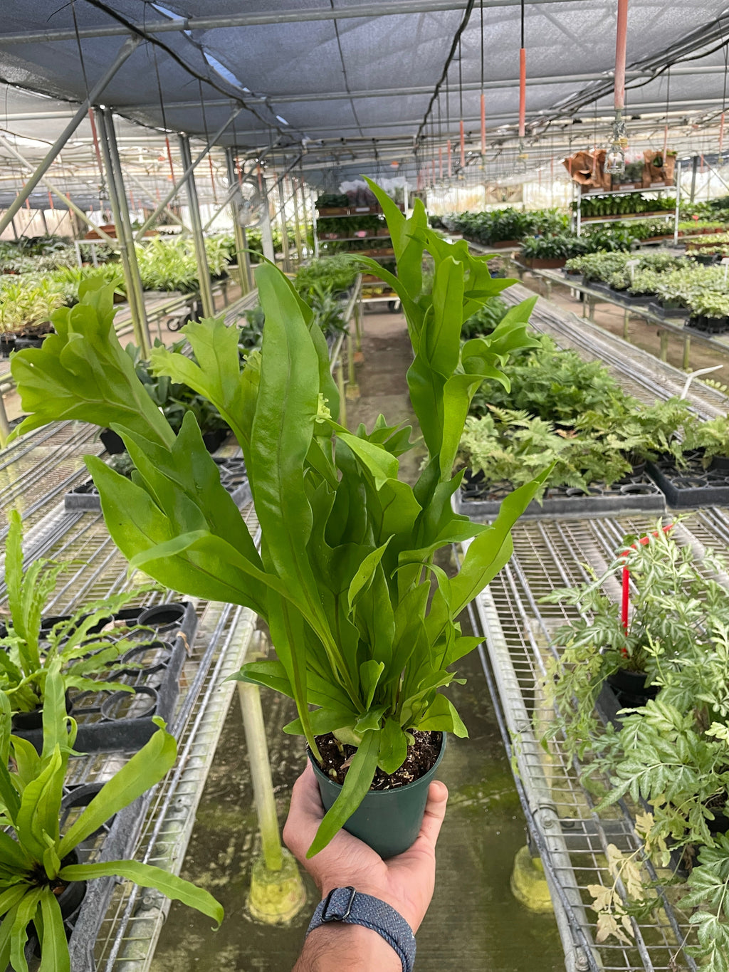 Fern 'Green Flame' – view 2