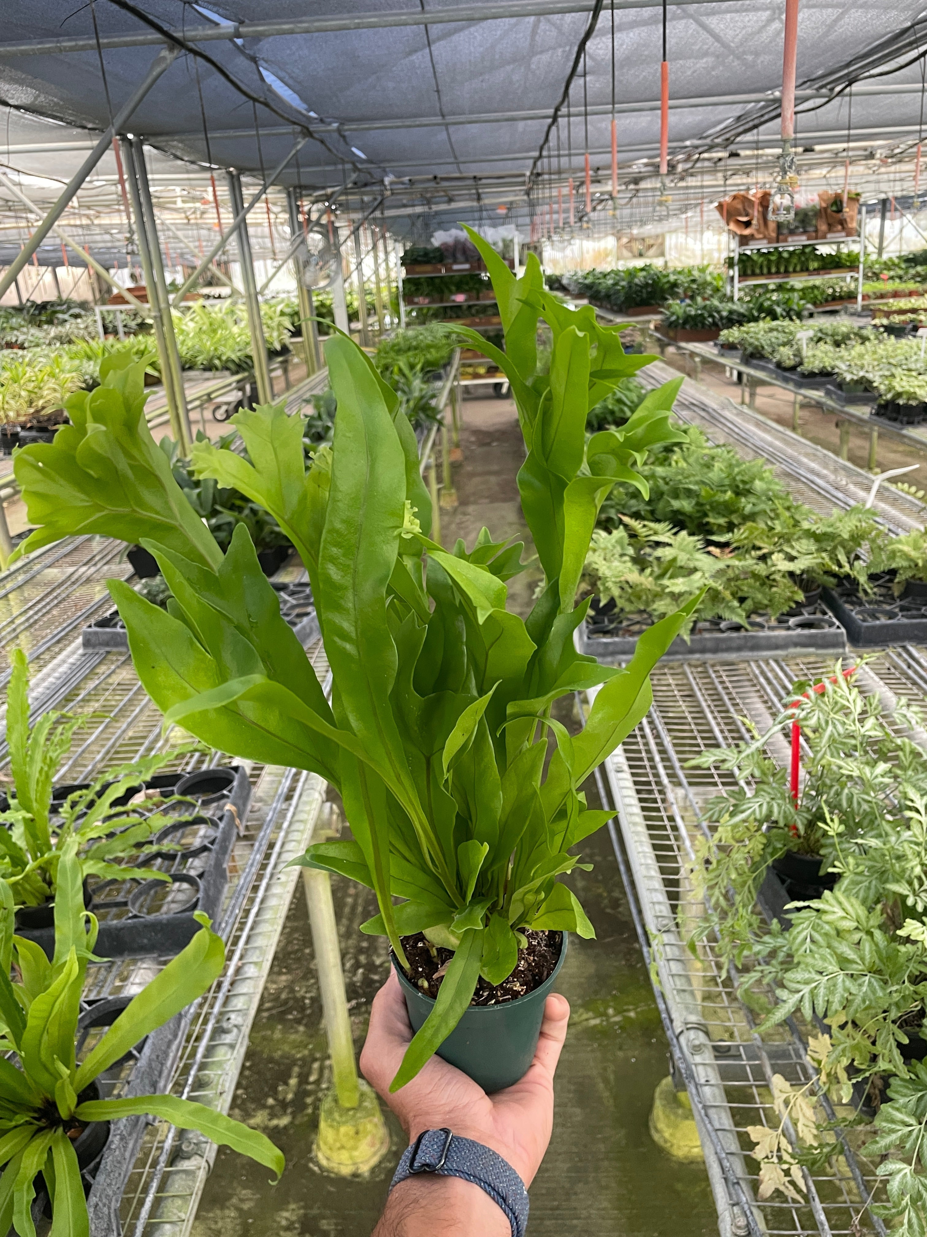Fern 'Green Flame' – view 2