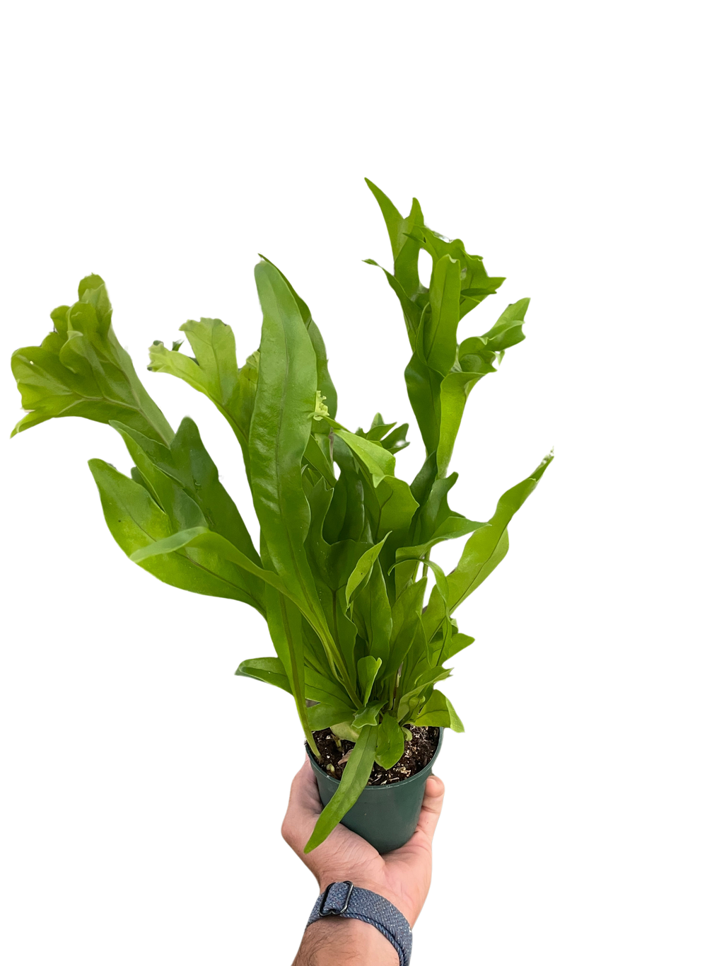 Fern 'Green Flame' – view 3