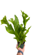 Fern 'Green Flame' – view 3