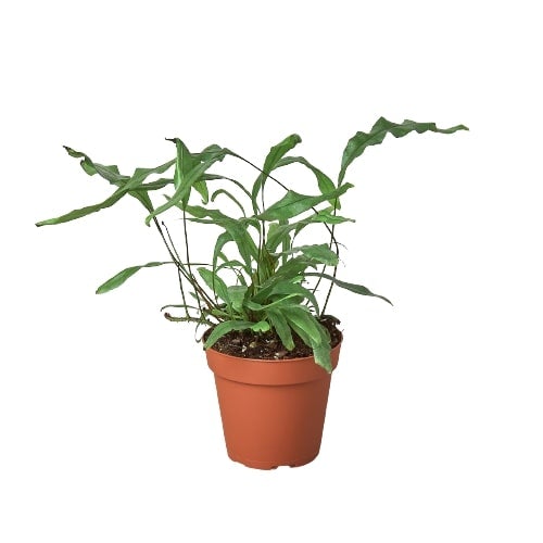 Fern 'Kangaroo Paw' Live Plant – 4" Nursery Pot