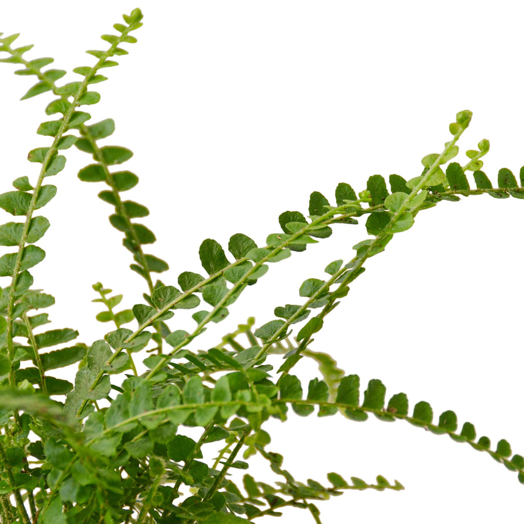 Fern 'Lemon Button' – view 2