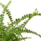 Fern 'Lemon Button' – view 2