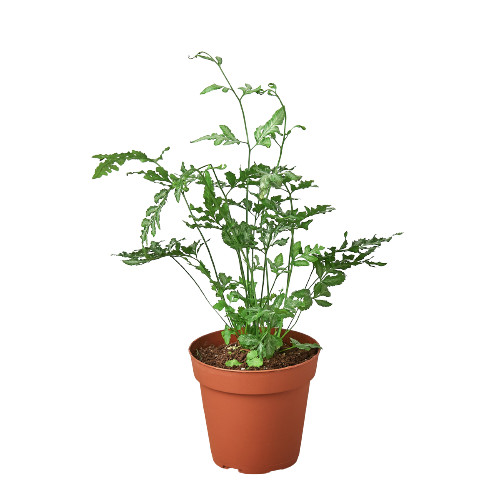Fern 'Silver Lace' – view 4