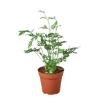 Fern 'Silver Lace' – view 4