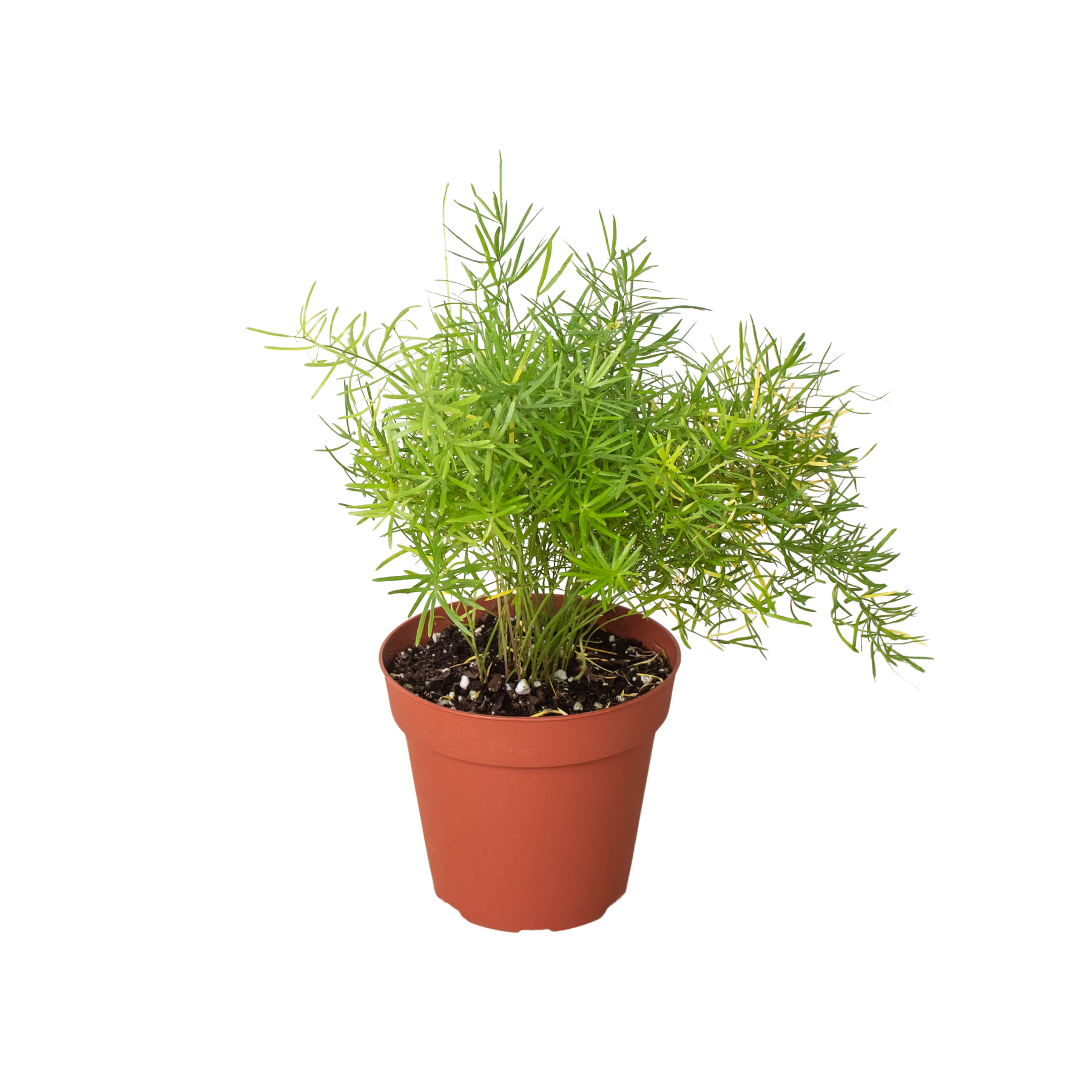 Fern 'Sprengeri' – view 2