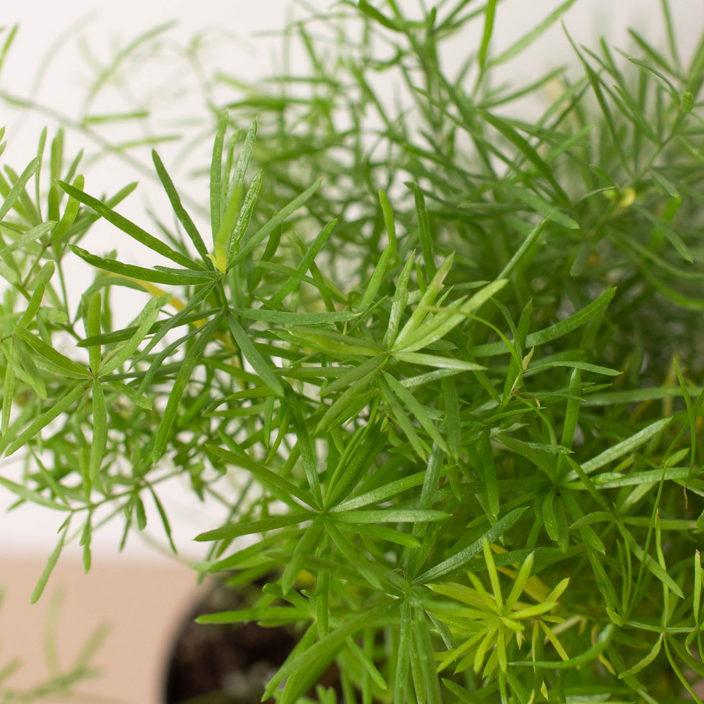 Fern 'Sprengeri' – view 5