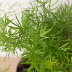 Fern 'Sprengeri' – view 5