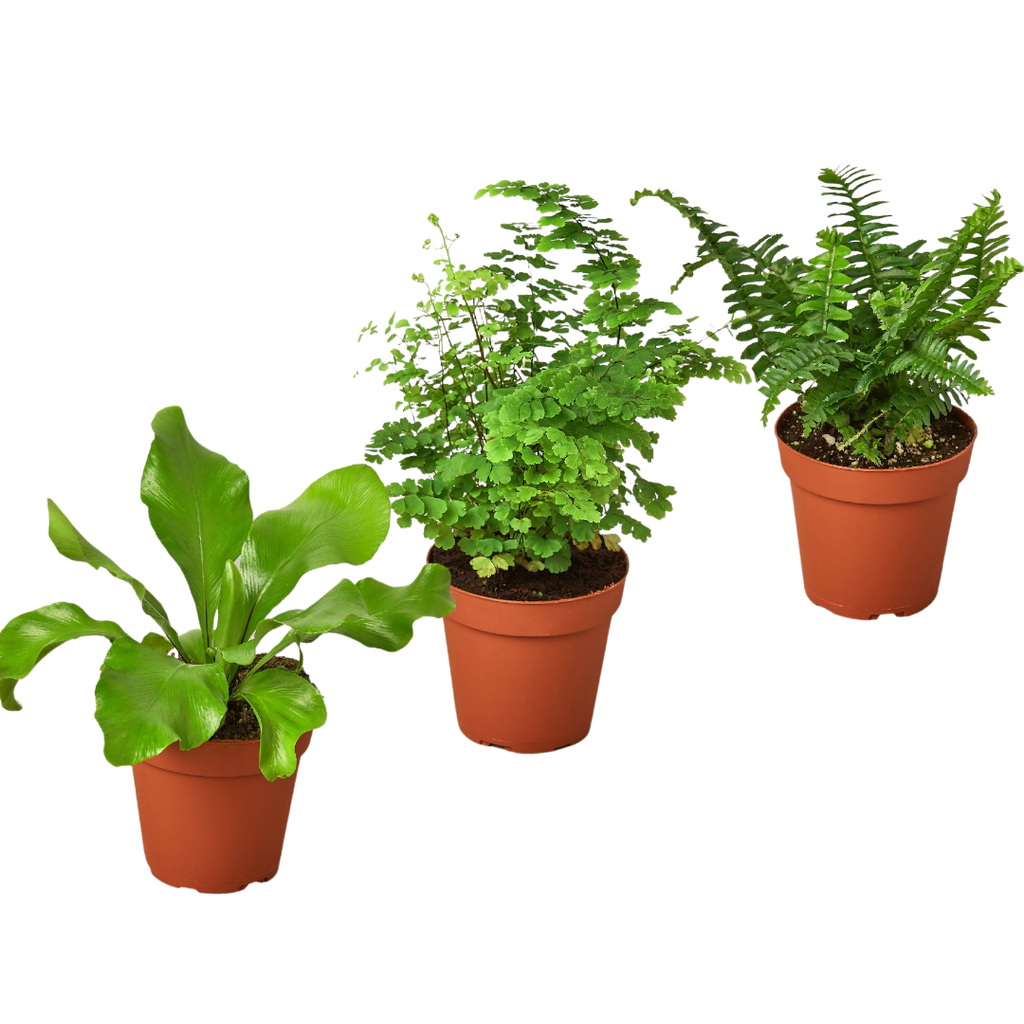 3 Fern Variety Pack - Live Plants - 4" Pot - House Plant by House Plant Dropship