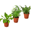 3 Fern Variety Pack - Live Plants - 4" Pot - House Plant by House Plant Dropship