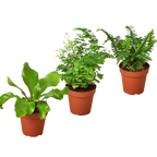 3 Fern Variety Pack - Live Plants - 4" Pot - House Plant by House Plant Dropship