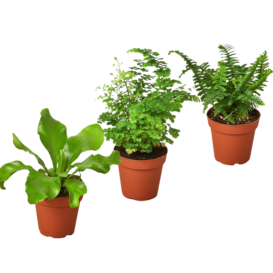 3 Fern Variety Pack - Live Plants - 4" Pot - House Plant by House Plant Dropship