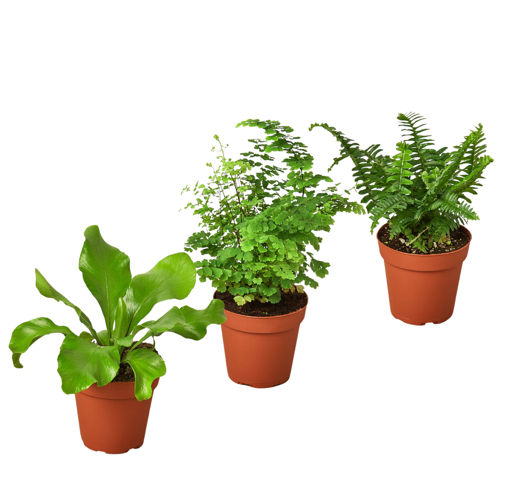 3 Fern Variety Pack - Live Plants - 4" Pot - House Plant by House Plant Dropship