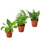 3 Fern Variety Pack - Live Plants - 4" Pot - House Plant by House Plant Dropship