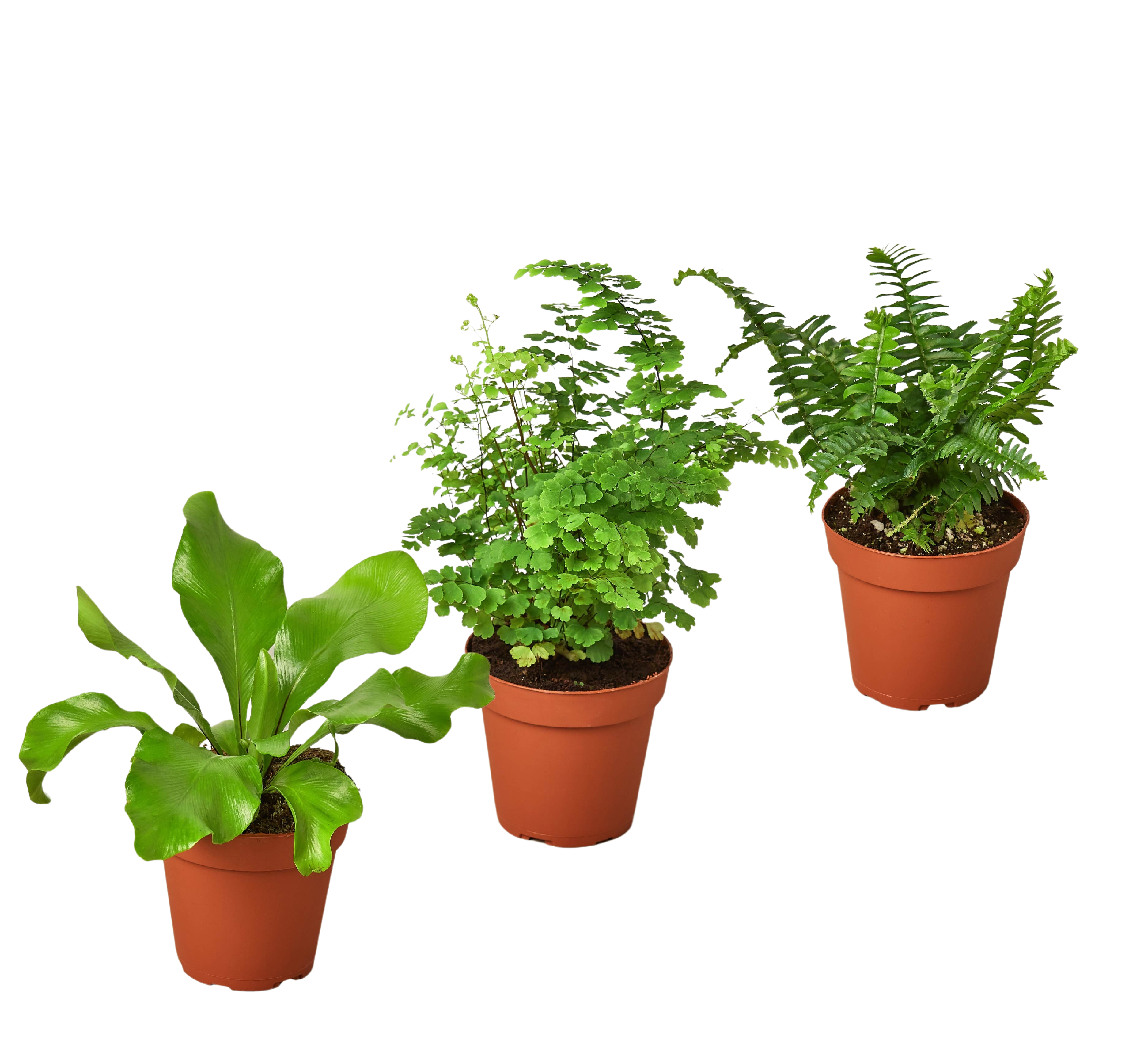 3 Fern Variety Pack - Live Plants - 4" Pot - House Plant by House Plant Dropship