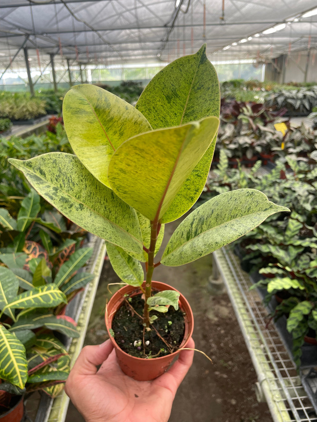 Ficus 'shivereana' (Moonshine) – view 2