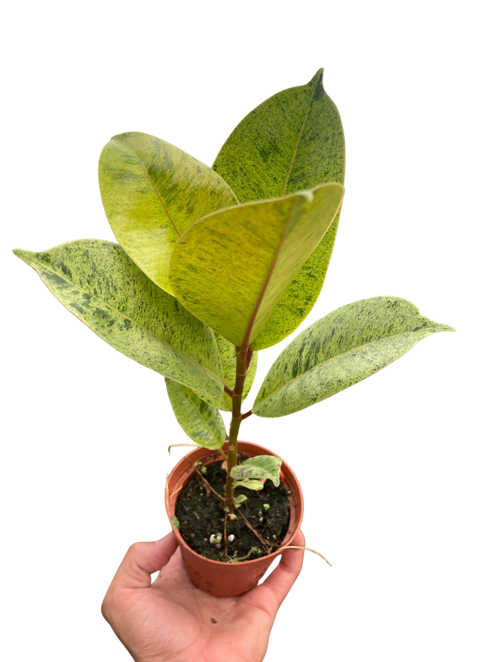 Ficus 'shivereana' (Moonshine) – view 5