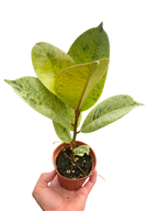 Ficus 'shivereana' (Moonshine) – view 5