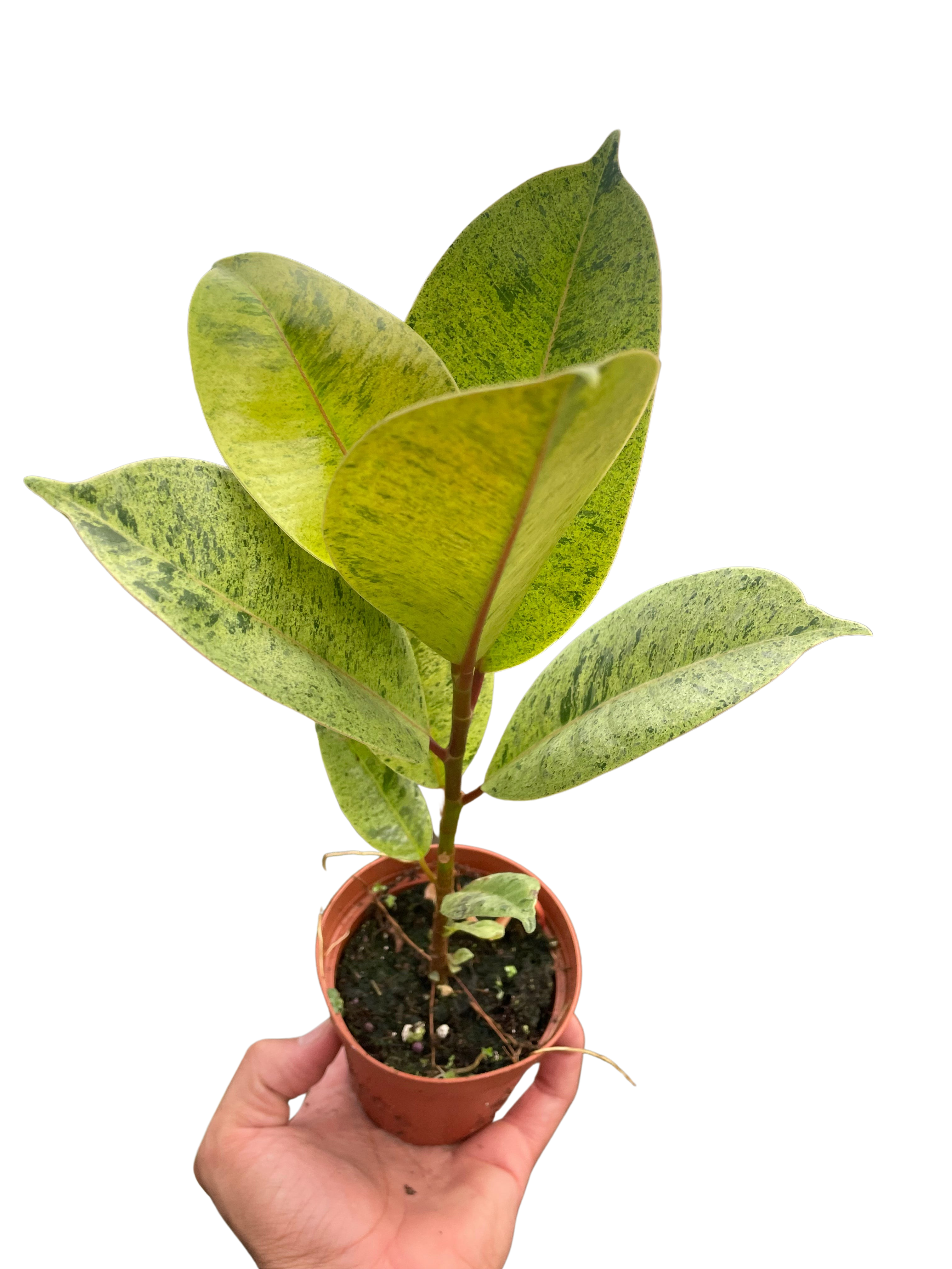 Ficus 'shivereana' (Moonshine) – view 5