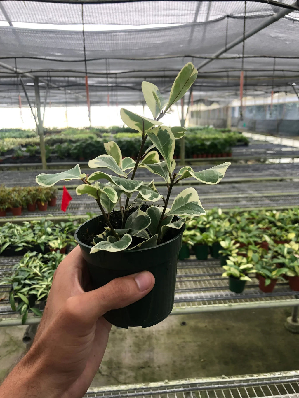 Ficus Elastica 'Triangularis' Variegated – view 5