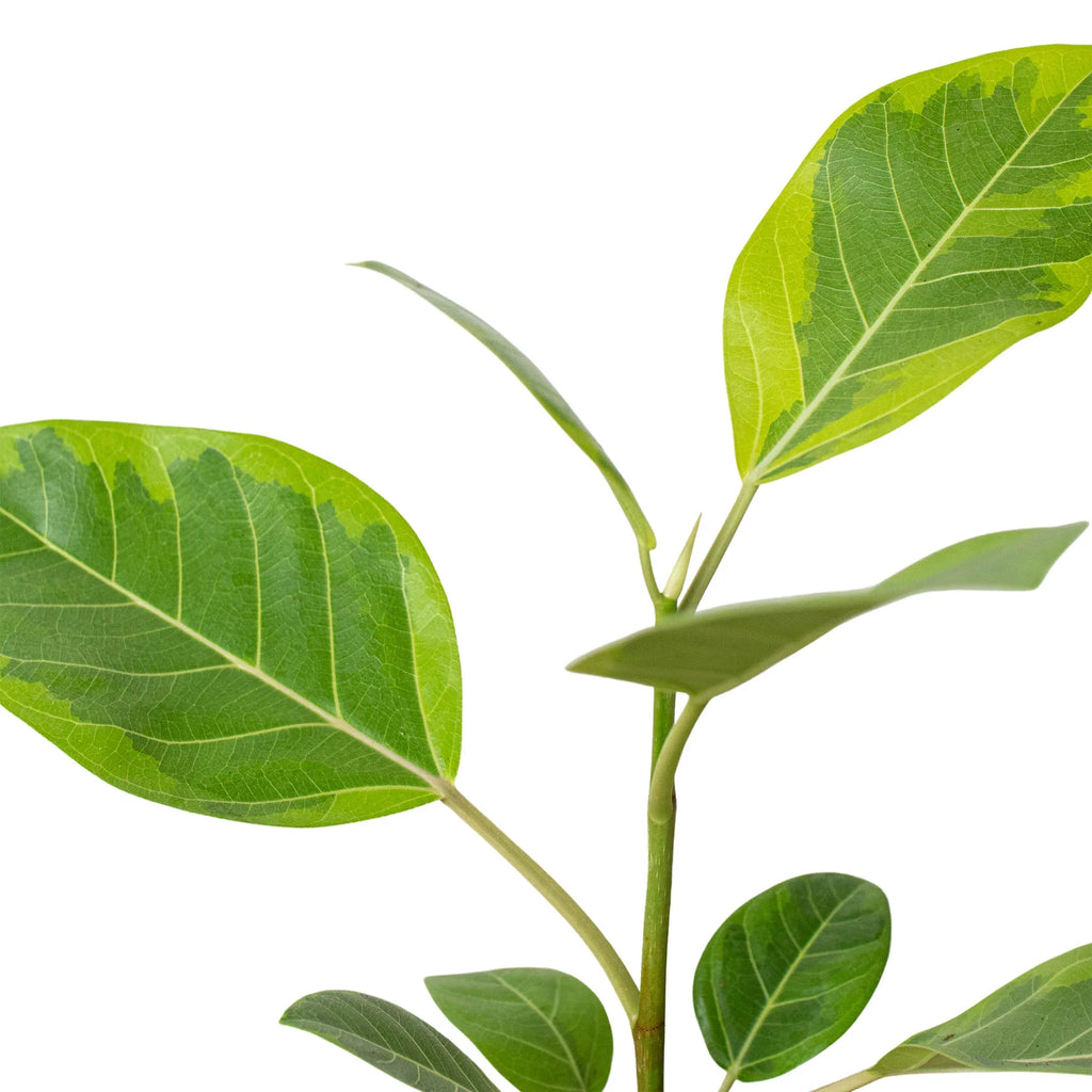 Ficus Altissima 'Yellow Gem' – view 2