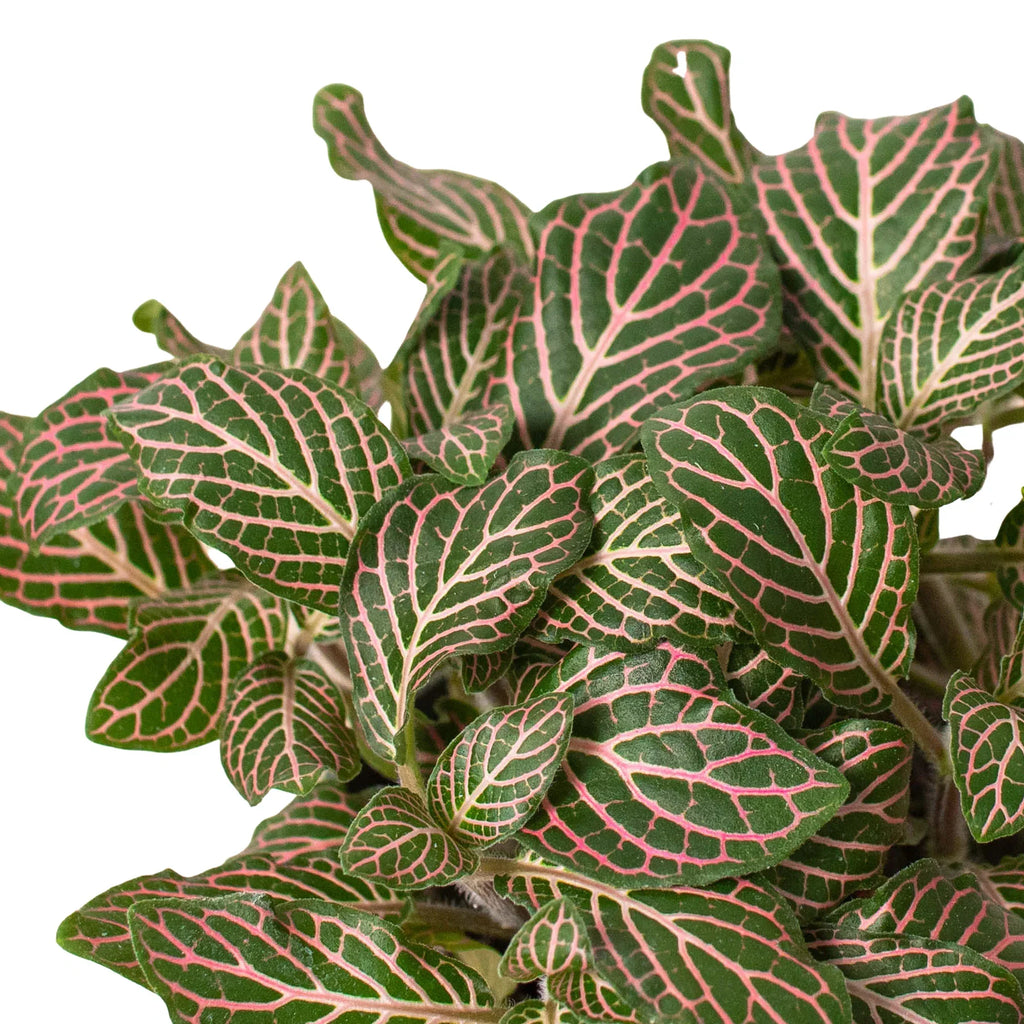 Fittonia 'Pink' – view 3